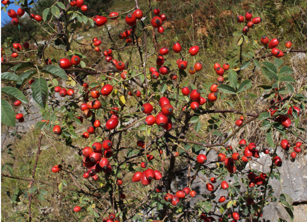 rosehips.jpg